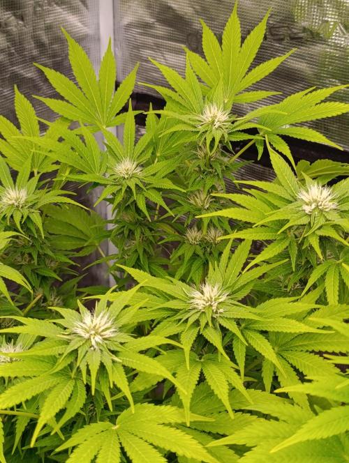 Cali Crasher Marshydro. Week 10
