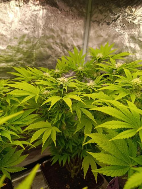 Cali Crasher Marshydro. Week 10
