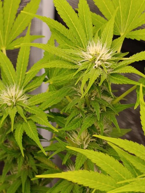 Cali Crasher Marshydro. Week 10