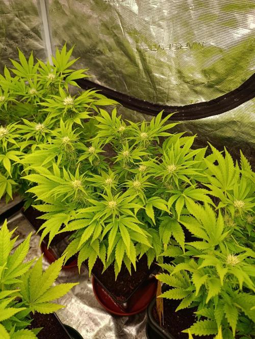 Sour Puffs Xpertnutrients. Week 10