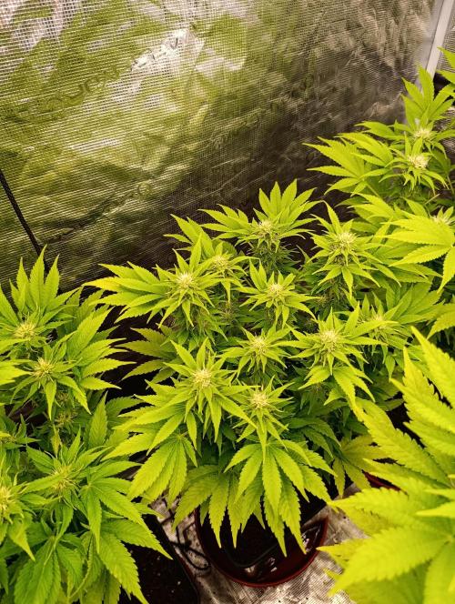 Sour Puffs Xpertnutrients. Week 10