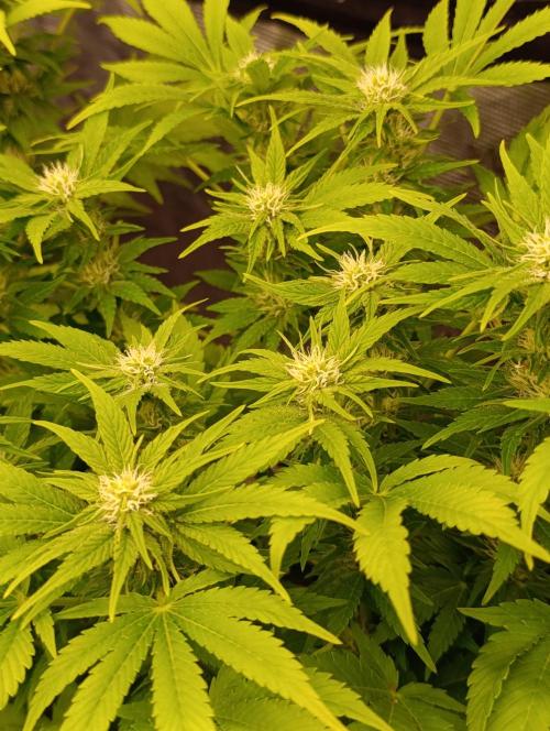 Sour Puffs Xpertnutrients. Week 10