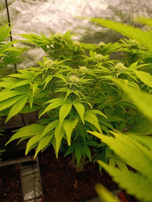 Sour Puffs Xpertnutrients. Week 10