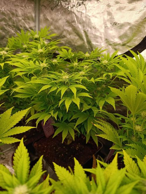 Sour Puffs Xpertnutrients. Week 10
