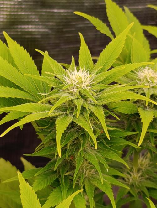 Sour Puffs Xpertnutrients. Week 10