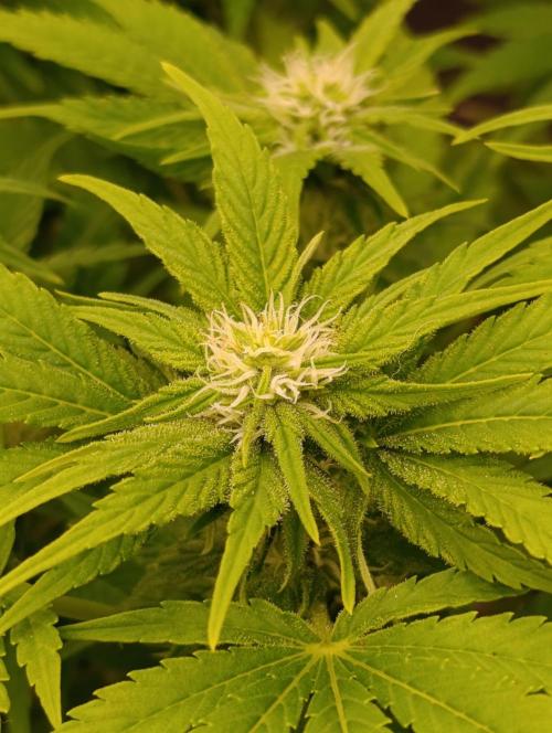 Sour Puffs Xpertnutrients. Week 10