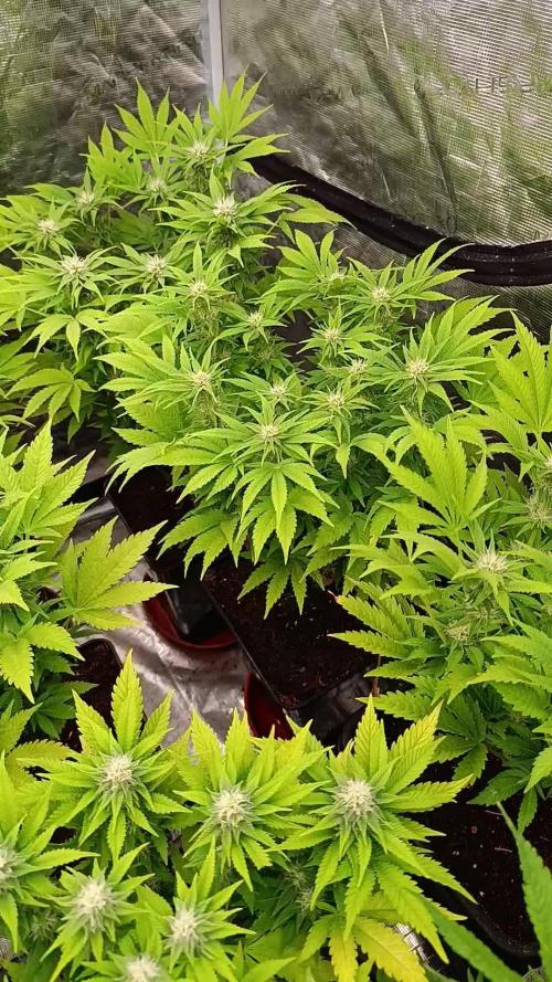 Sour Puffs Xpertnutrients