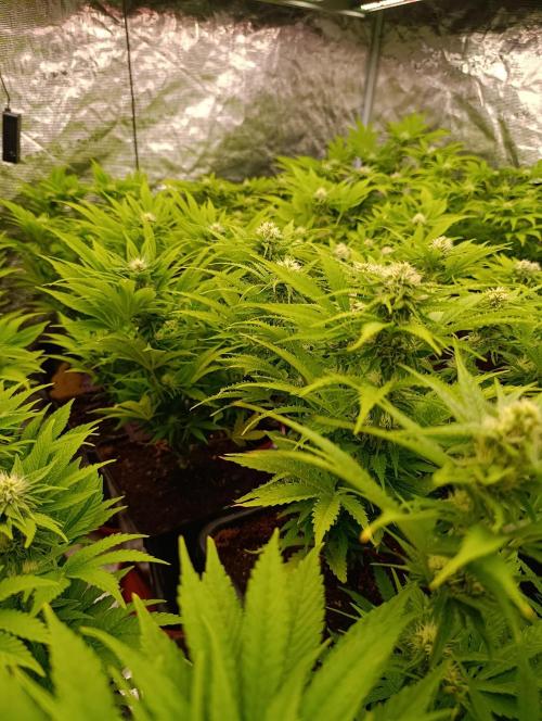 Privileged Baddie Xpertnutrients. Week 10