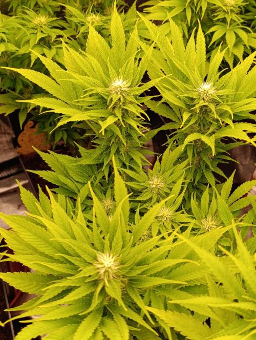 Privileged Baddie Xpertnutrients. Week 10