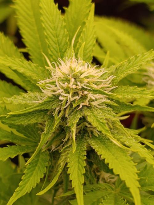 Privileged Baddie Xpertnutrients. Week 10