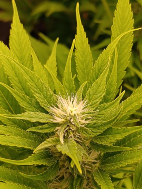 Privileged Baddie Xpertnutrients. Week 10