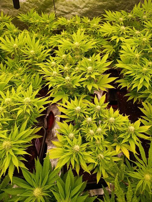 Red Banana Pudding II Marshydro. Week 10