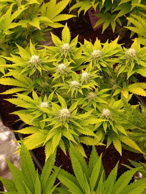 Red Banana Pudding II Marshydro. Week 10