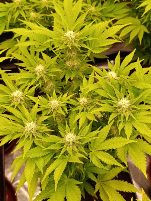 Red Banana Pudding II Marshydro. Week 10