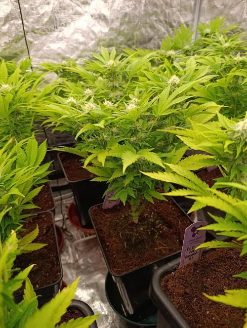 Red Banana Pudding II Marshydro. Week 10