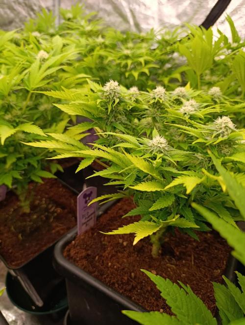 Red Banana Pudding II Marshydro. Week 10
