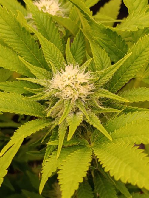 Red Banana Pudding II Marshydro. Week 10