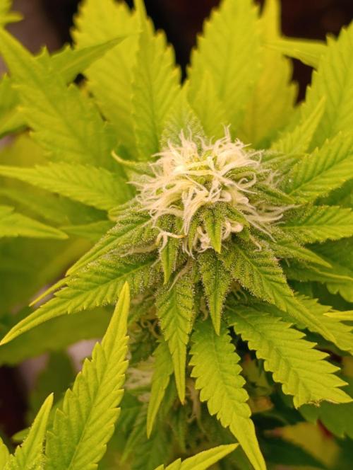 Red Banana Pudding II Marshydro. Week 10