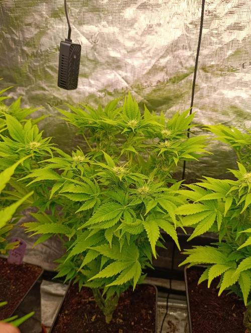 Zoomiez & Marshydro. Week 10