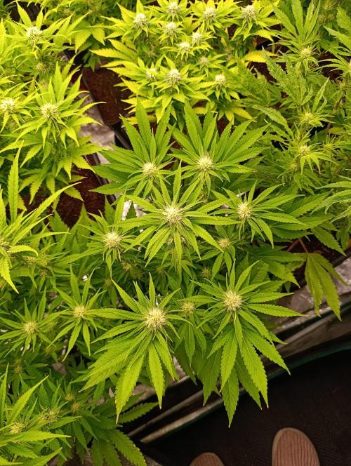 Zingatsu Xpertnutrients. Week 9