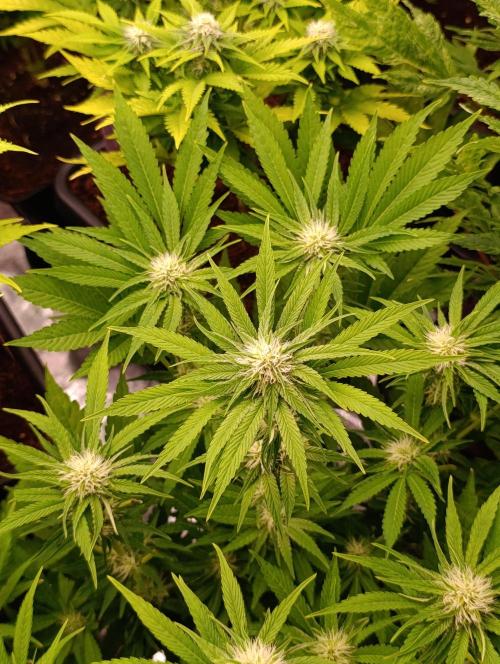 Zingatsu Xpertnutrients. Week 9