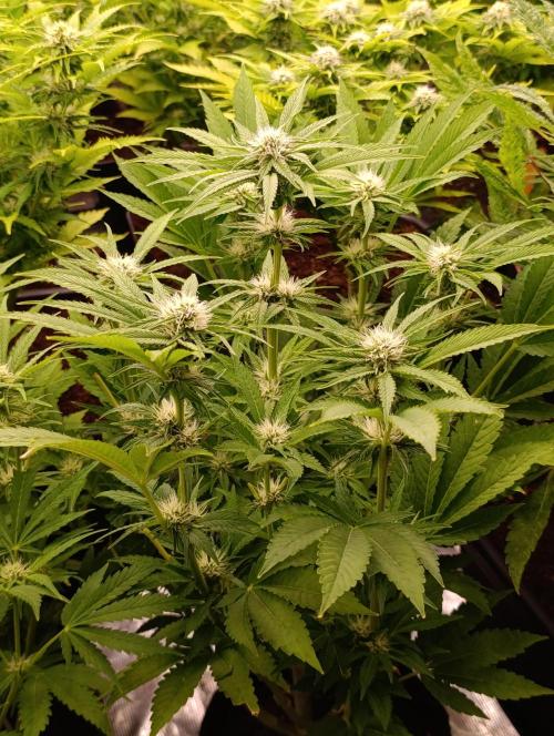 Zingatsu Xpertnutrients. Week 9