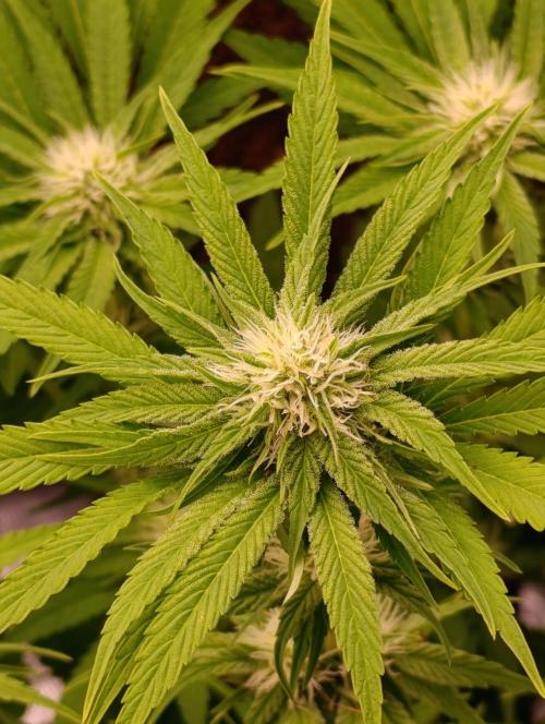 Zingatsu Xpertnutrients. Week 9