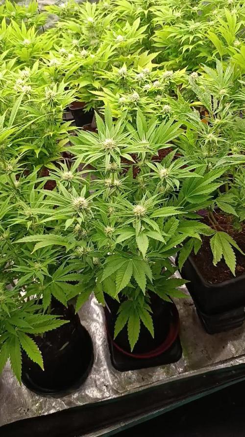 Zingatsu Xpertnutrients
