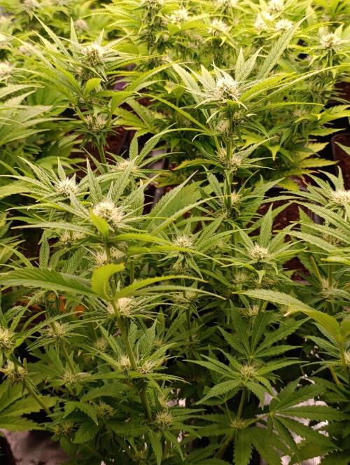 Banana Fumes. Week 9