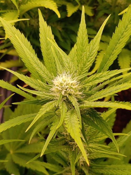 Banana Fumes. Week 9