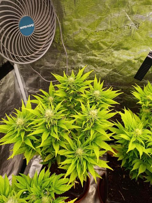 Grape Ape Marshydro. Week 10