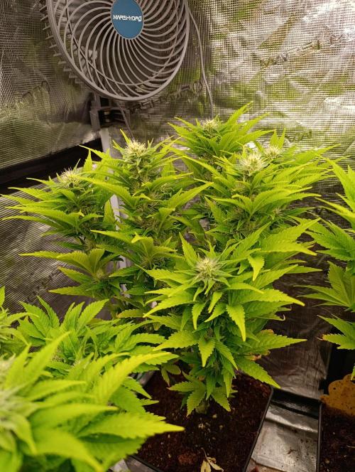 Grape Ape Marshydro. Week 10
