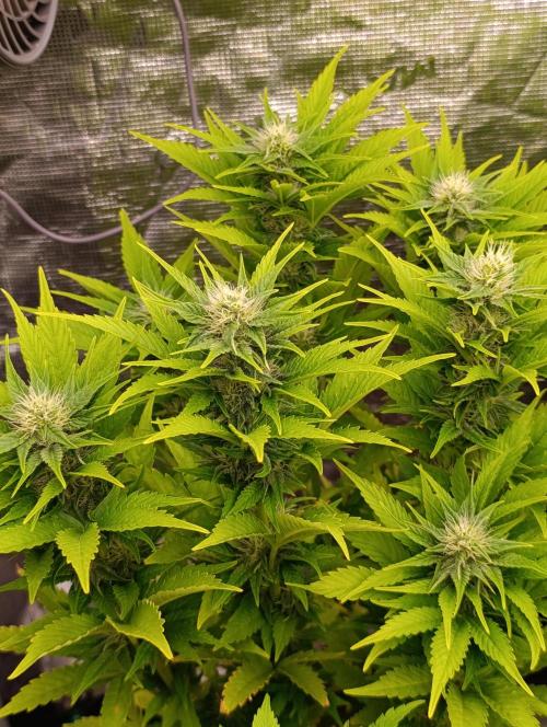 Grape Ape Marshydro. Week 10