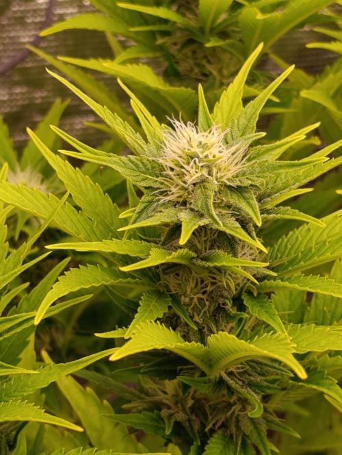 Grape Ape Marshydro. Week 10