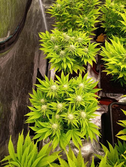 Isla Mirage Xpertnutrients. Week 10