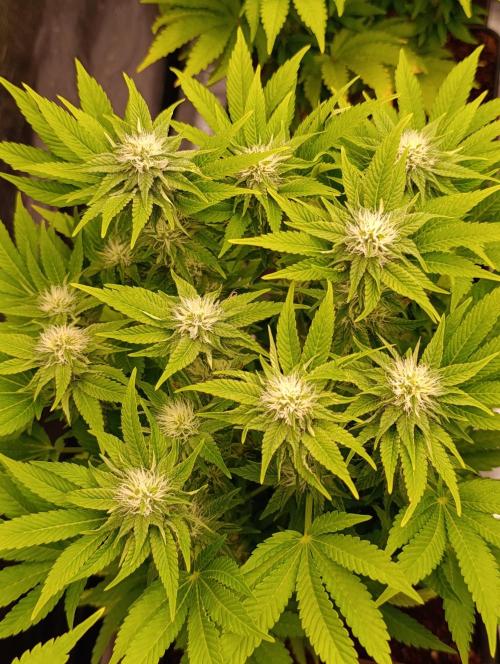 Isla Mirage Xpertnutrients. Week 10
