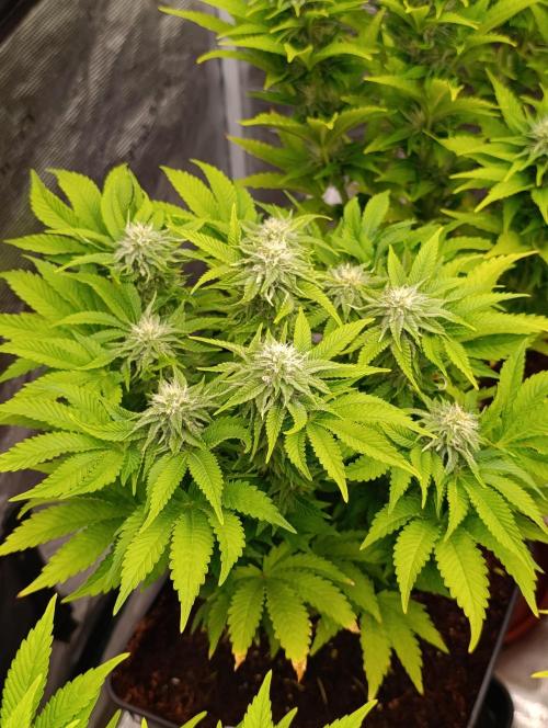 Isla Mirage Xpertnutrients. Week 10