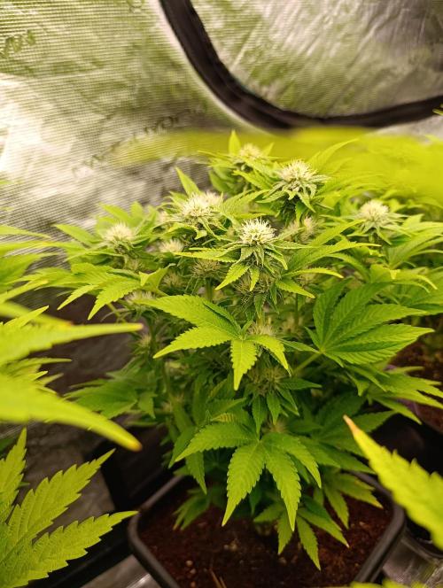 Isla Mirage Xpertnutrients. Week 10