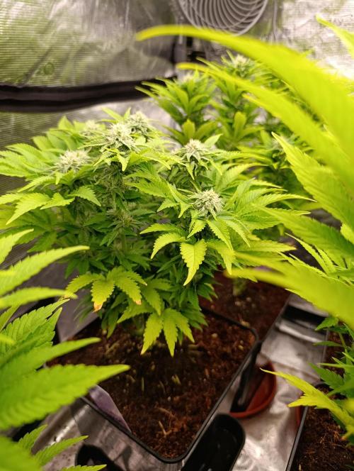 Isla Mirage Xpertnutrients. Week 10