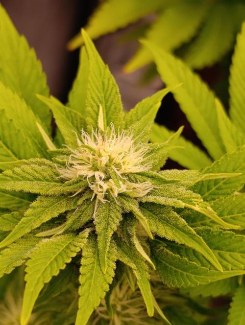 Isla Mirage Xpertnutrients. Week 10