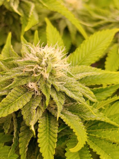 Isla Mirage Xpertnutrients. Week 10