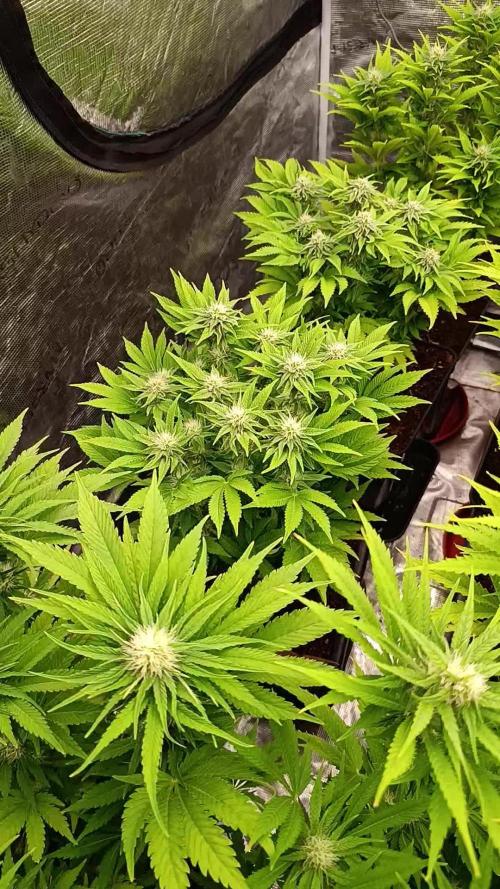 Isla Mirage Xpertnutrients
