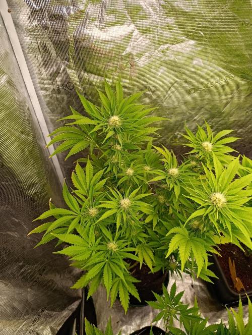 Sundae Driver Marshydro. Week 9