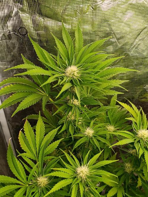 Sundae Driver Marshydro. Week 9