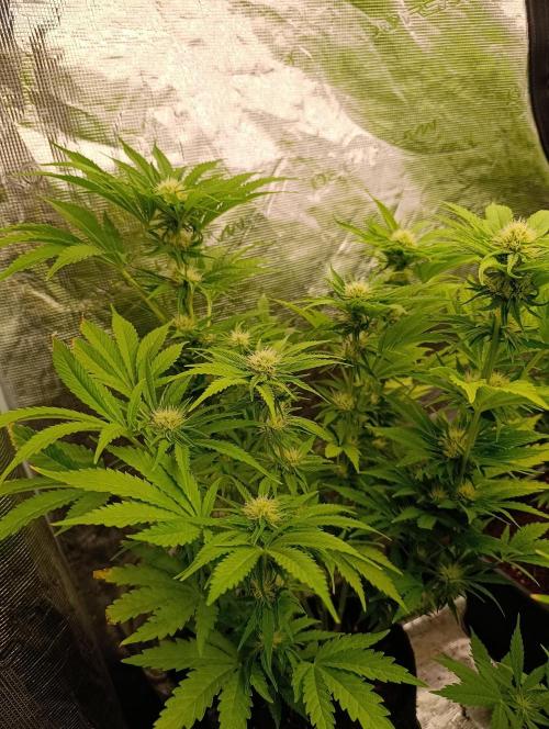 Sundae Driver Marshydro. Week 9