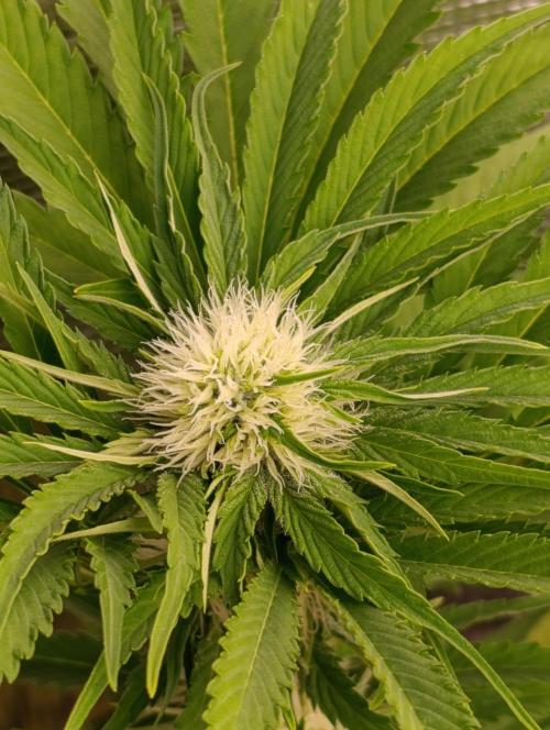 Sundae Driver Marshydro. Week 9