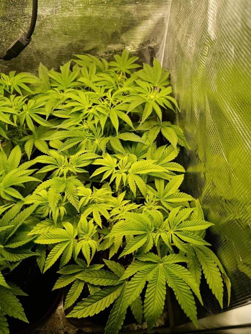 GokuZ OG Test & Marshydro. Week 8