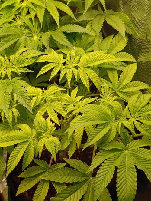 GokuZ OG Test & Marshydro. Week 8