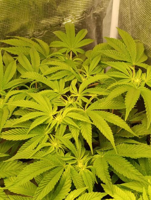 GokuZ OG Test & Marshydro. Week 8