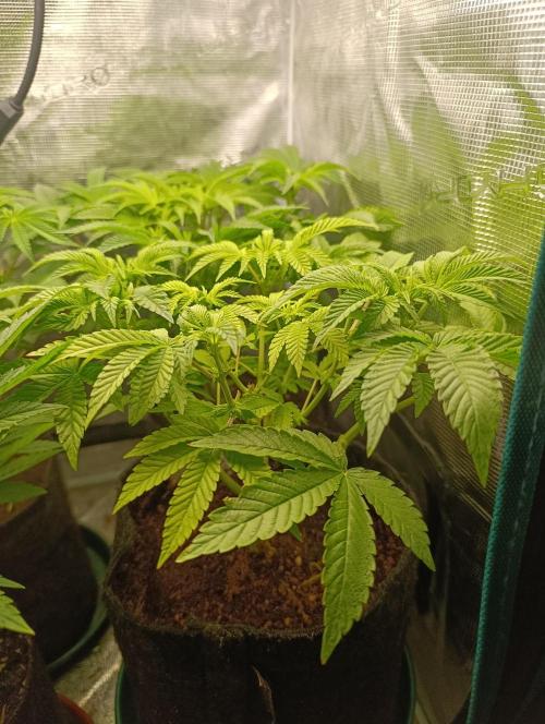 GokuZ OG Test & Marshydro. Week 8